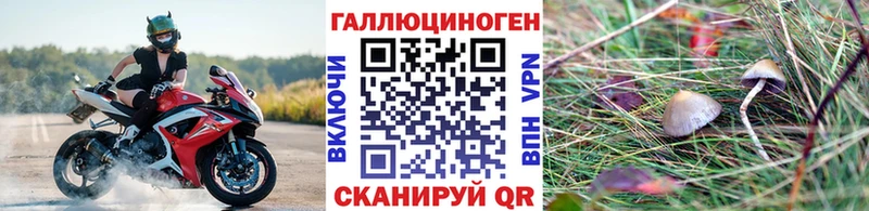 Купить  Малоярославец  Галлюциногенные грибы Psilocybine cubensis 